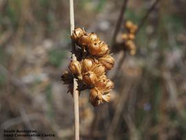   Infructescence:   Juncus amabilis ; Photo by South Australian Seed Conservation Centre, used with permission
